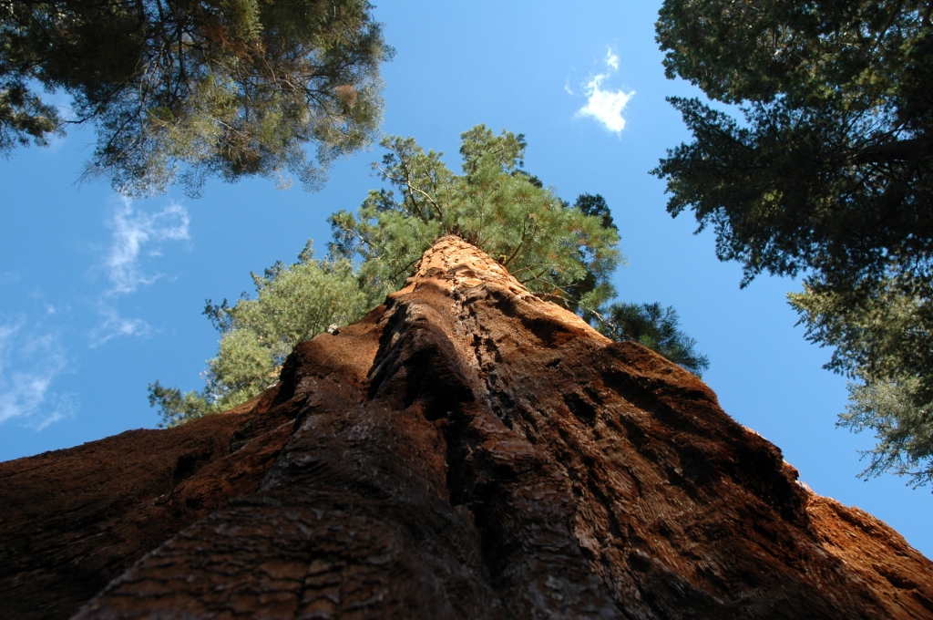 Sequoia national park heiditravelsusa.nl