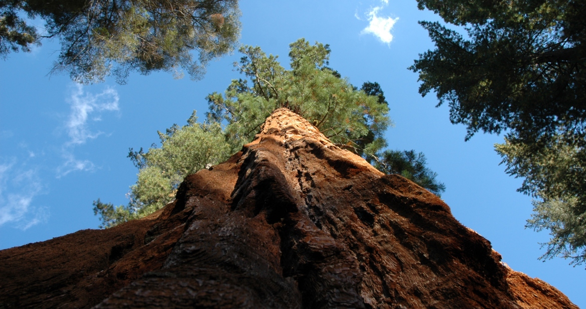 Sequoia national park heiditravelsusa.nl