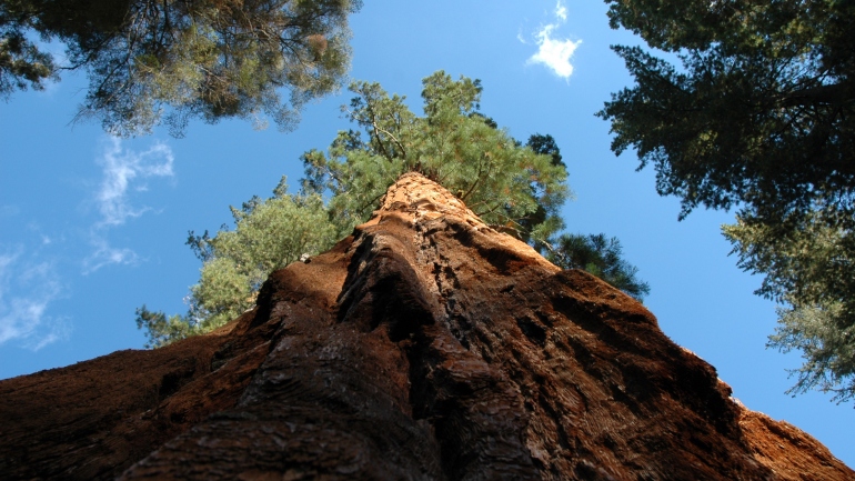 Sequoia national park heiditravelsusa.nl