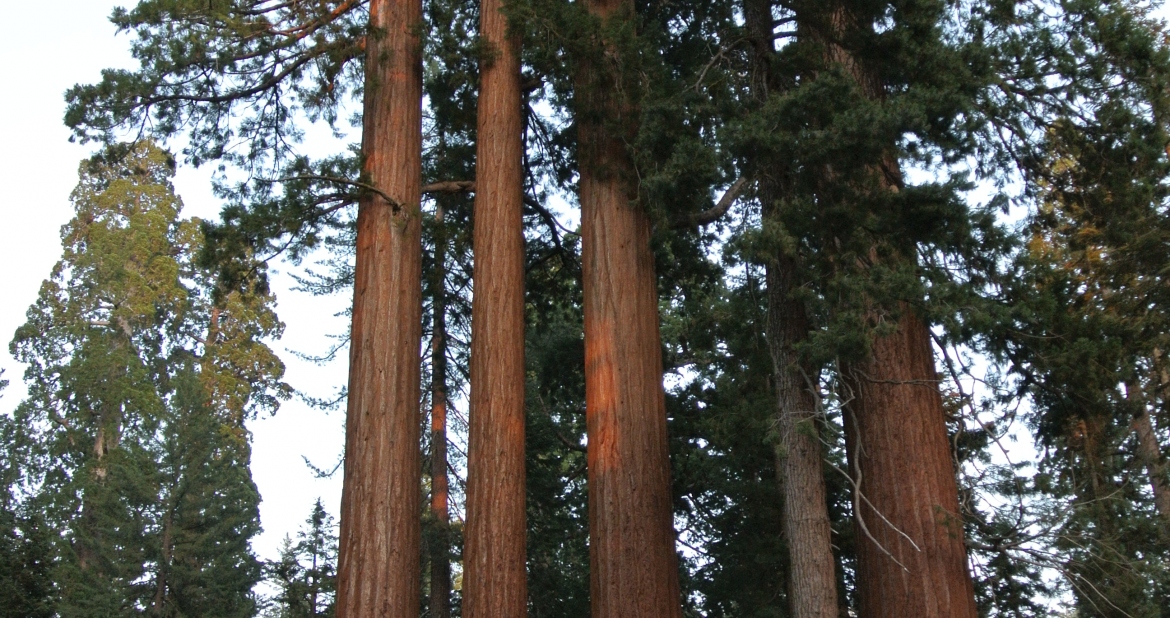 Sequoia National Park heiditravelsusa.nl