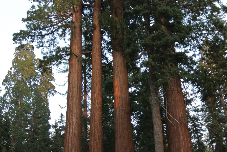 Sequoia National Park heiditravelsusa.nl