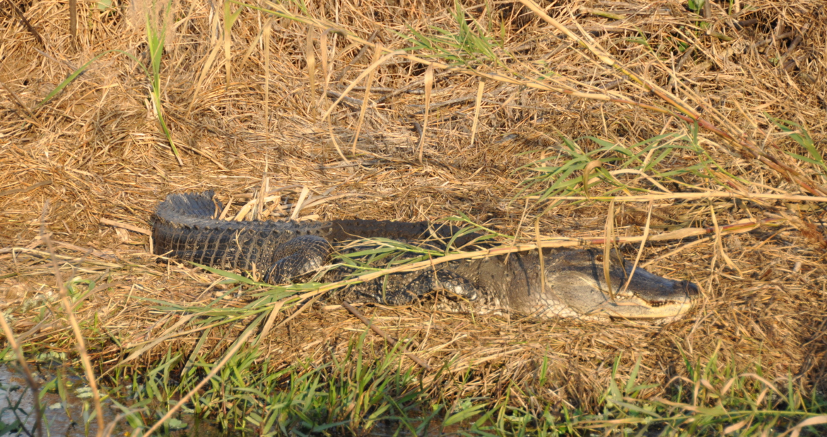 Everglades Florida alligator