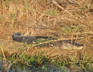 Everglades Florida alligator