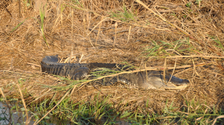 Everglades Florida alligator