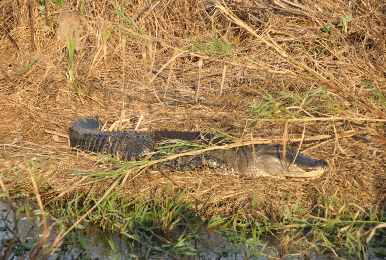 Everglades Florida alligator